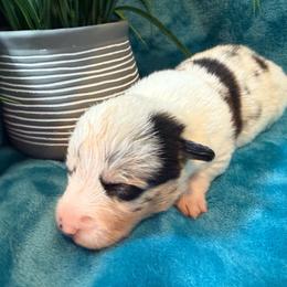 Yarrow - Blue merle and white male American Corgi puppy in Scottown, Ohio from Wyndy Ridge Corgis
