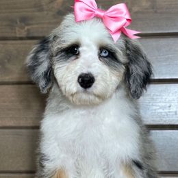 Green collar Taffy - Merle female Bernedoodle puppy in Mesa, Arizona from Desert Sheepies and Doodles