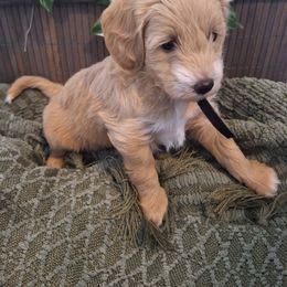Goldendoodle Puppies from Abidoodles Florida
