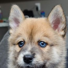 Pomskies from Pomskies of Vermont