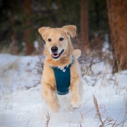 Golden Retriever All Grown Up from Lookout Golden Retrievers