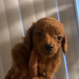 Theo - Red  male Poodle puppy in Long Island, New York from Minipaws kennel