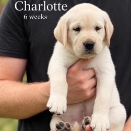 Charlotte - Yellow female Labrador Retriever puppy in Camp Verde, Arizona from Cecil's Arizona Labradors