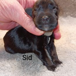 Sid - Black male Miniature Schnauzer puppy in Midland, Texas from Shebbies Puppy Palace