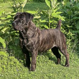 Layla - Boerboel