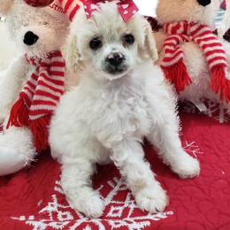 Poodle Puppies from Those Prissy P. Poodles