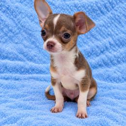 Lilac tan tri color boy - Chocolate and tan male Chihuahua puppy in Smyrna, Georgia from GeorgiasChihuahuas