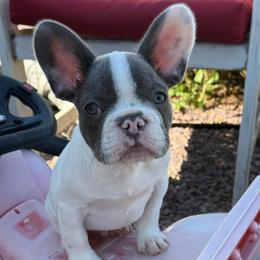 Cash - Blue male French Bulldog puppy in Waitts Lake, Washington from Best Friend standard Frenchies