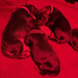 Boy 2 - male German Shepherd puppy in Snohomish, Washington from Wataha Shepherds