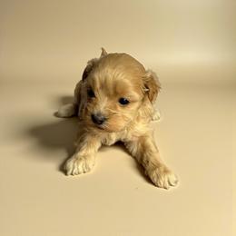 Havanese, Havapoo, Maltese, and Maltipoo Puppies from Denise Clark