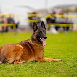 Ivy - Belgian Malinois