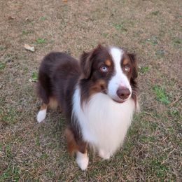 Söze - Miniature American Shepherd
