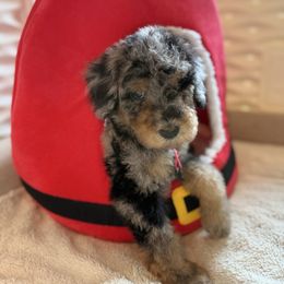 Rue (Imogene Herdman) - Phantom female Goldendoodle puppy in Houston, Texas from Were The Mack'Doodles