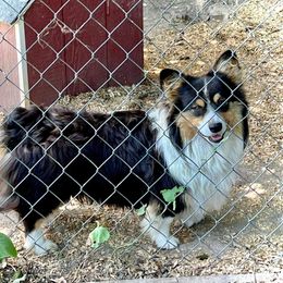 Socks - Pembroke Welsh Corgi