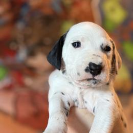 4th pick male - White and liver brown male Dalmatian puppy in Lake Mathews, California from Bully Market