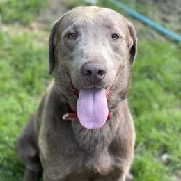 Dutch - Dilute Retriever
