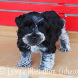 Boy 2 - Miniature Schnauzer puppy in Topeka, Kansas from Lovey's Miniature Schnauzers
