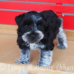 Boy 2 - Miniature Schnauzer puppy in Topeka, Kansas from Lovey's Miniature Schnauzers