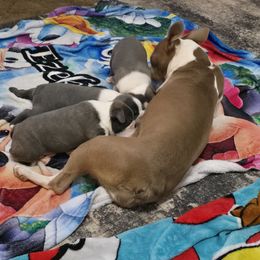 Luna - Boston Terrier