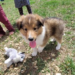 Collie Puppies from Voneida Collies