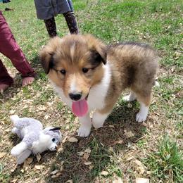 Collie Puppies from Voneida Collies