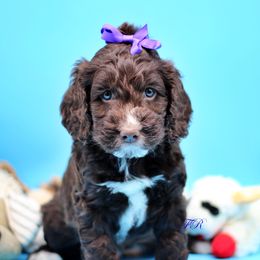 Purple collar - Liver and white English Springer Spaniel puppy in Kendall, New York from Family Raised Doodles