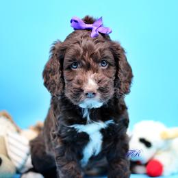 Purple collar - Liver and white English Springer Spaniel puppy in Kendall, New York from Family Raised Doodles