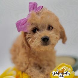 RUBY - Apricot female Goldendoodle puppy in Erda, Utah from Goldendoodles Utah| All sizes| Erda, Utah
