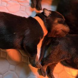 Mr. Brown Collar - Black and mahogany male Rottweiler puppy in Clarksburg, West Virginia from Vom Peiffley Rottweilers, LLC