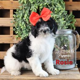 Rosie - Black and white female Bernedoodle puppy in Heyworth, Illinois from Cobble Creek Puppies