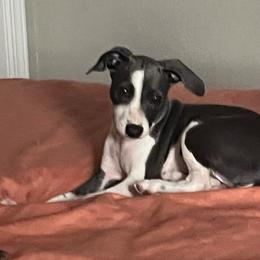 Italian Greyhound Puppies from Fisher Link