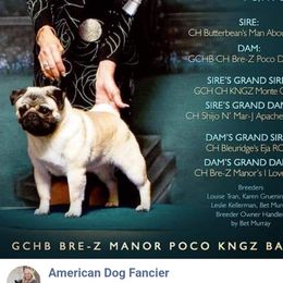 Babalu - Pug