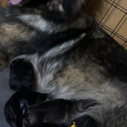 Apollo - Black male German Shepherd puppy in Statesville, North Carolina from Von Haus Morgensturm