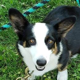 Zoey - Cardigan Welsh Corgi