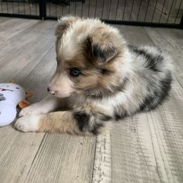 Hot pink girl - Border Collie puppy in Jonesboro, Arkansas from Hampton Border Collies