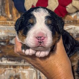Panini - Tri-color female Bernedoodle puppy in Rose Hill, North Carolina from Red Door Canines