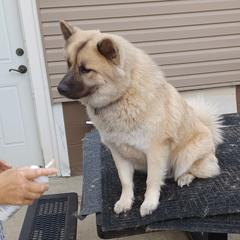 Teli - Eurasier