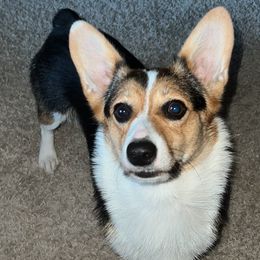 American Corgis from Robyn's Nest Farm