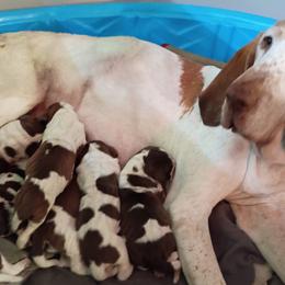 Bracco Italiano puppies from Bracco Dynasty