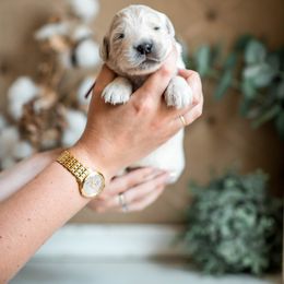 Charlie - Light golden female Golden Retriever puppy in Acton, Maine from Silver Pines Pups