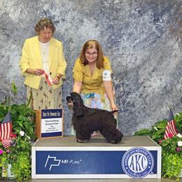 Demi - Cocker Spaniel