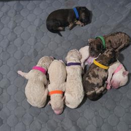 Assorted Doodle Crosses puppies from Chris' Assorted Doodle Crosses