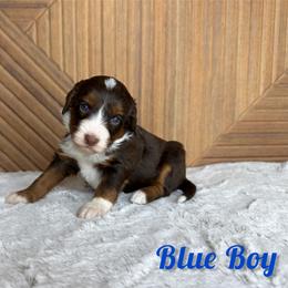 Blue boy - Tri-color male Bernedoodle puppy in Modesto, California from Two Doods Doodles