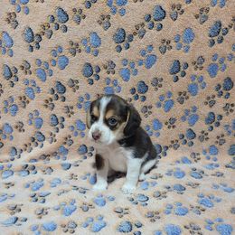 Chocolate Girl - Brown white and tan female Beagle puppy in New River, Arizona from Desert Mountain Dobermans