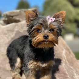 Yorkshire Terriers from Yorkies by the Pound