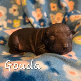 Gouda - Black male American Hairless Terrier puppy in Hicksville, Ohio from Mapleleaf MAS & AHT