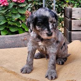Owen - Merle male Goldendoodle puppy in Los Gatos, California from Willow & Rose Doodles