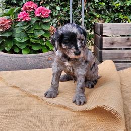 Owen - Merle male Goldendoodle puppy in Los Gatos, California from Willow & Rose Doodles