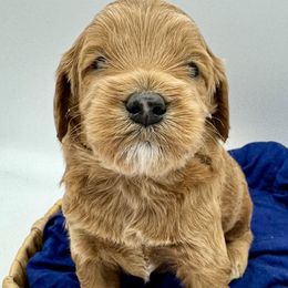 Goldendoodles and Poodles from New Moon Farm Canines