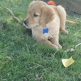 Golden Retriever Puppies from Lilac Acres